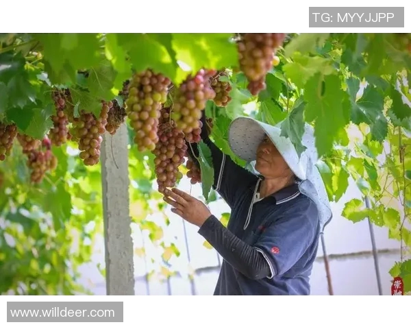 果园采摘之旅：体验丰收季节的自然魅力与农田乐趣